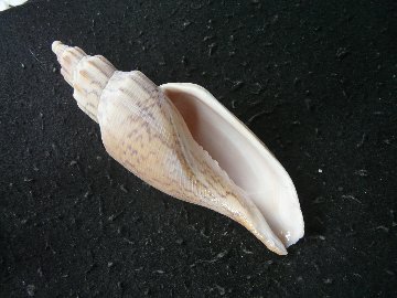 イトマキヒタチオビの画像