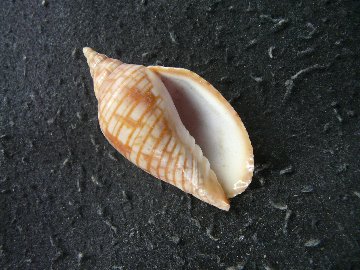 レンガマキキンスジボラの画像