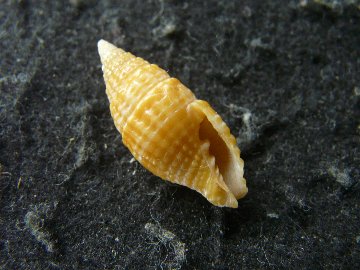 ハナオトメフデの画像