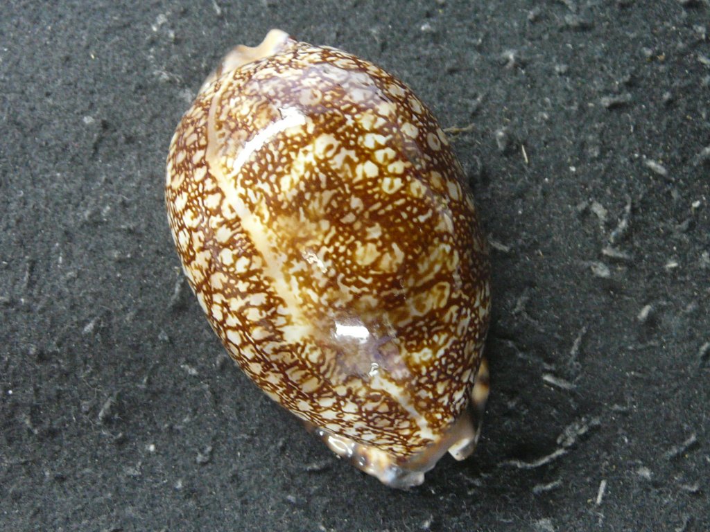 貝殻標本、タカラガイー52 貝殻標本、タカラガイー52