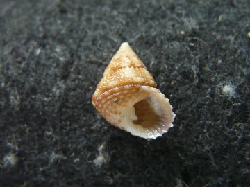 Perrinia cancellata (Schepman, M.M., 1908)の画像