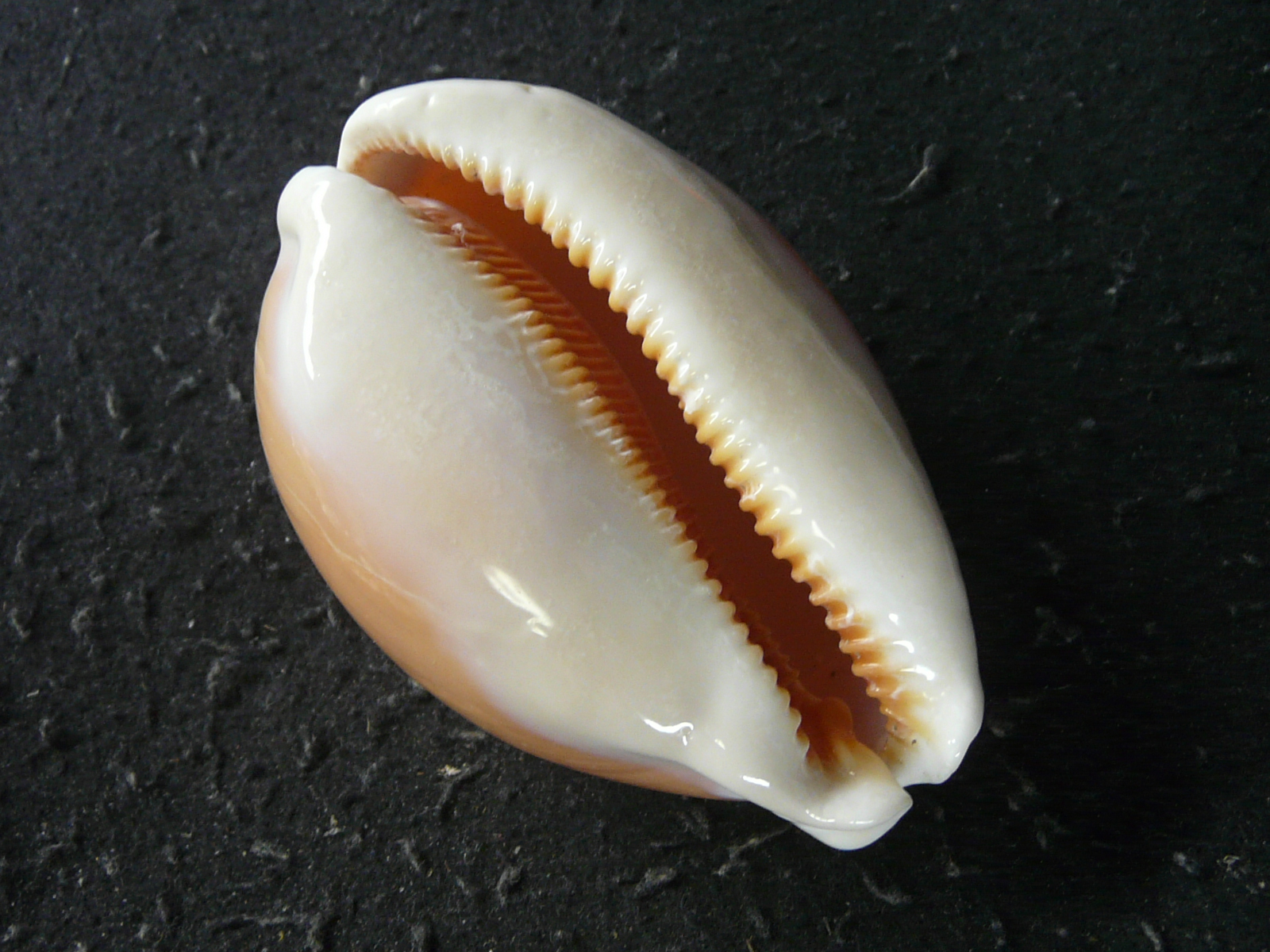 ナンヨウダカラの画像