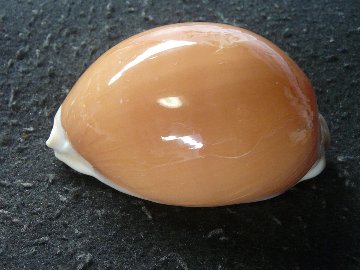 ナンヨウダカラの画像