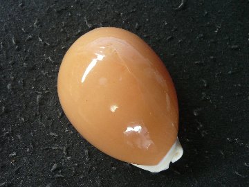 ナンヨウダカラの画像