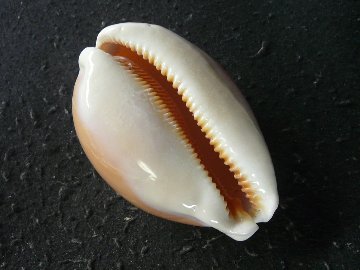 ナンヨウダカラの画像