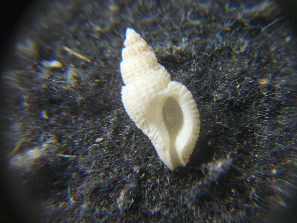 貝殻です。 アクキガイ科｜貝殻標本店「F]