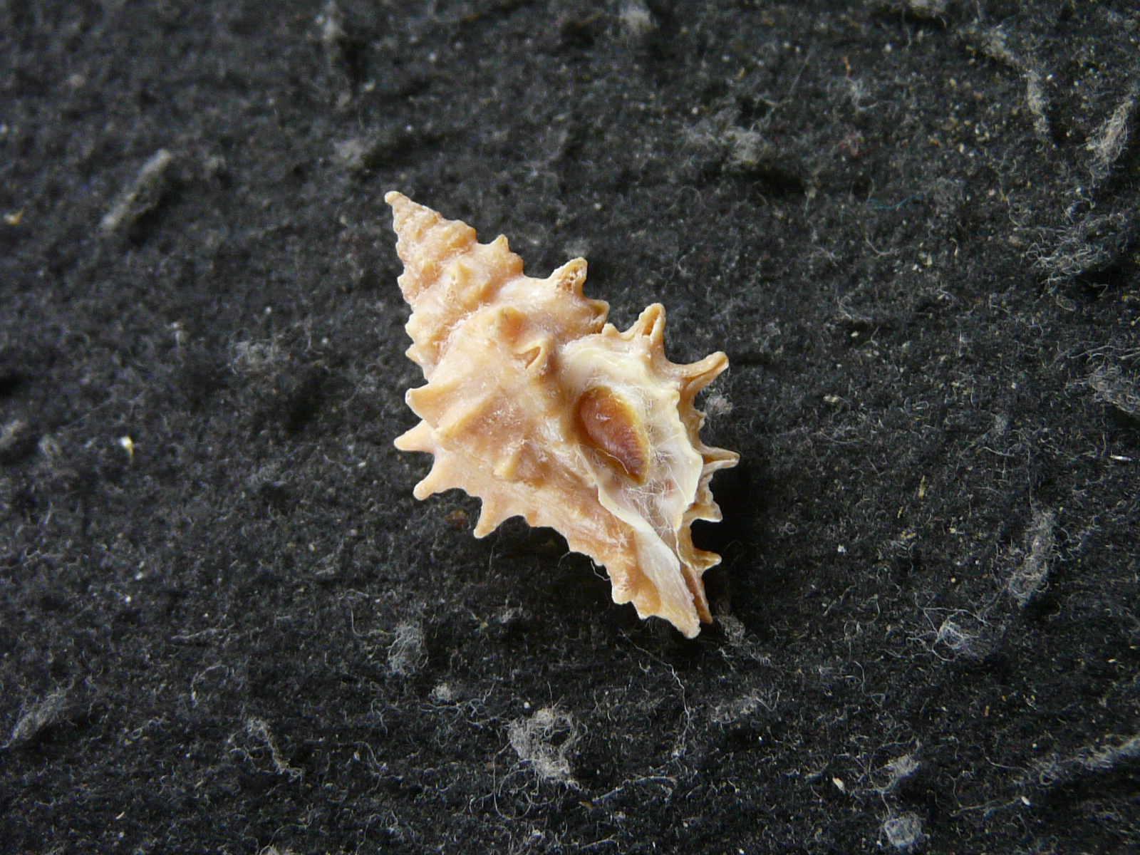 Muricopsis josei Vokes, 1994の画像