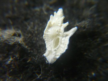 サザナミヒレヨウラクの画像