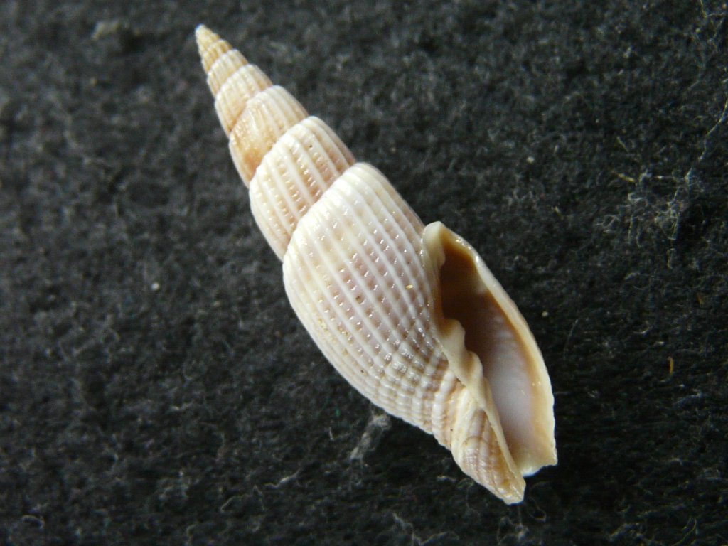 ブチェラッティ テングガイ科（アクキガイ科）の巻貝。 ブチェラッティ テングガイ科（アクキガイ科）の巻貝。 ブチェラッティ