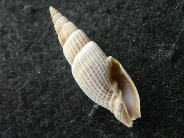 ウネシゲツクシの画像
