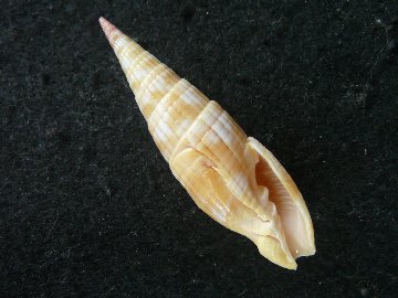 タケノコツクシの画像