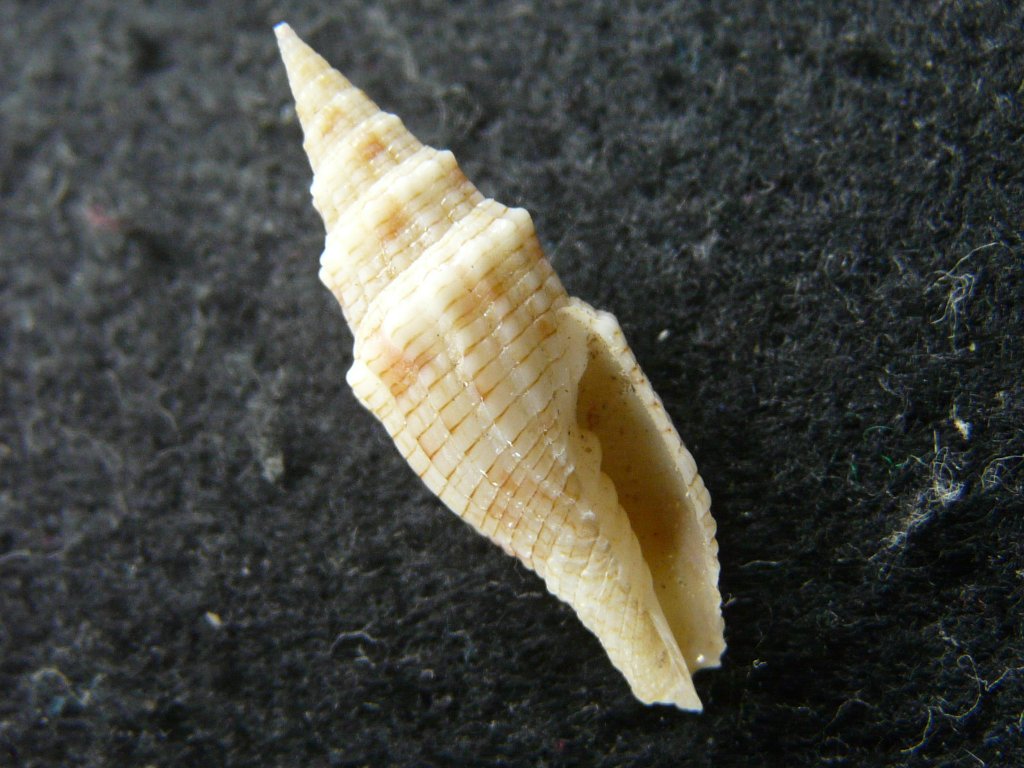 フデガイ科・ツクシガイ科｜貝殻標本店「F]