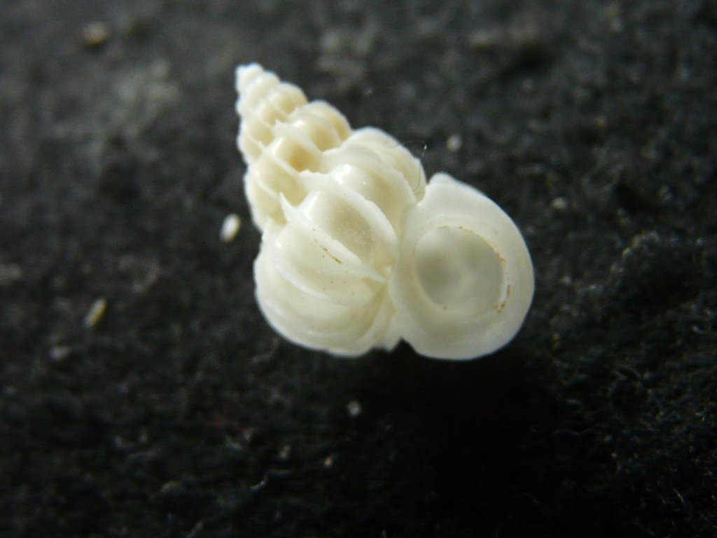 オオイトカケ（イトカケガイ科）　蓋付 58mm 特大 オオイトカケ（イトカケガイ科） 蓋付 58mm 特大 オオイトカケ