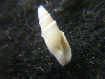 チゴフデの画像