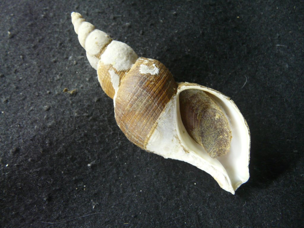 エゾバイ科・イトマキボラ科｜貝殻標本店「F]