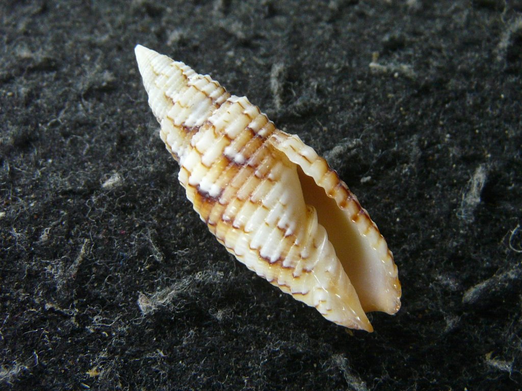 フデガイ科・ツクシガイ科｜貝殻標本店「F]