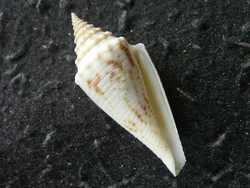 ナンアオルビニイモの画像