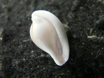 ヘリトリコダマウサギの画像