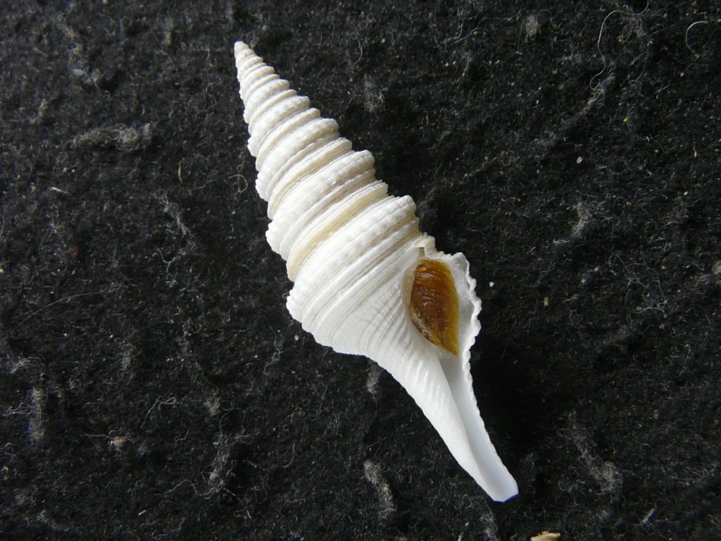 クダマキガイ科｜貝殻標本店「F]