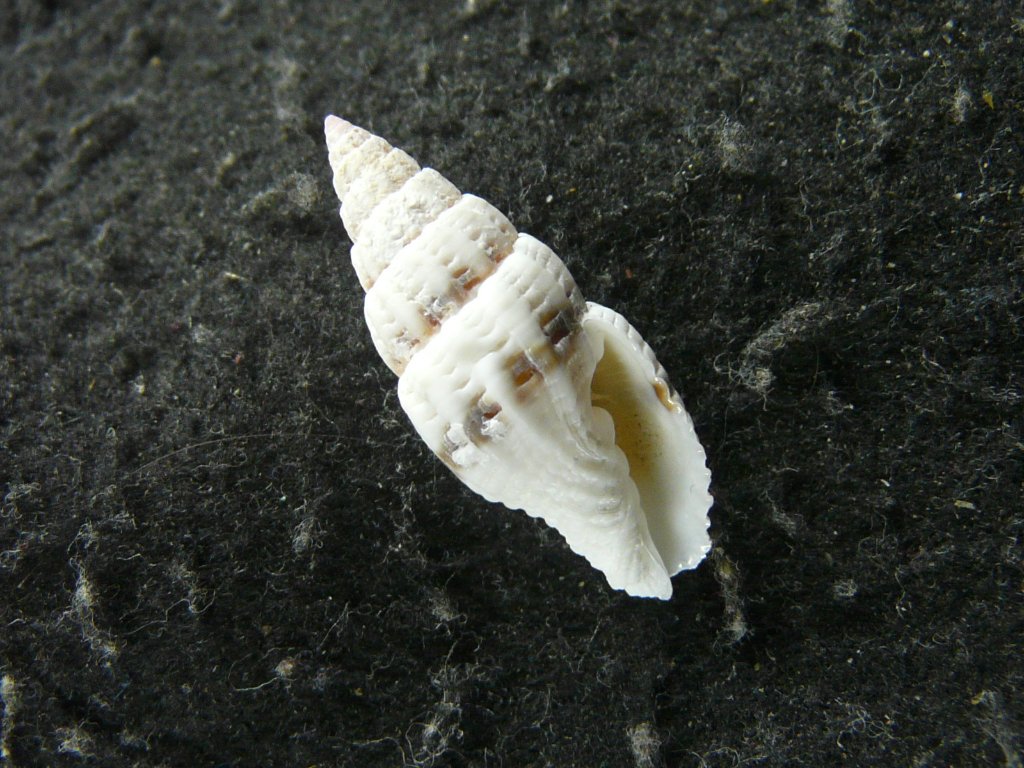 フデガイ科・ツクシガイ科｜貝殻標本店「F]