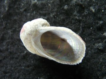 オオアシヤガイの画像