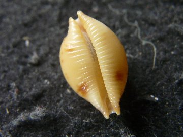 コゲチドリダカラの画像
