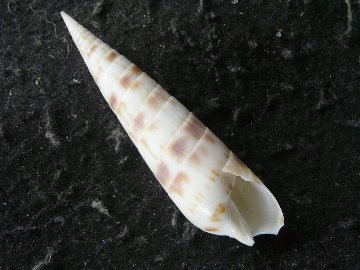 カエンタケの画像
