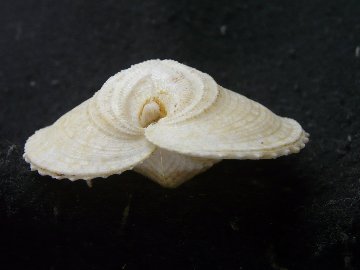 サカサリュウキュウアオイの画像