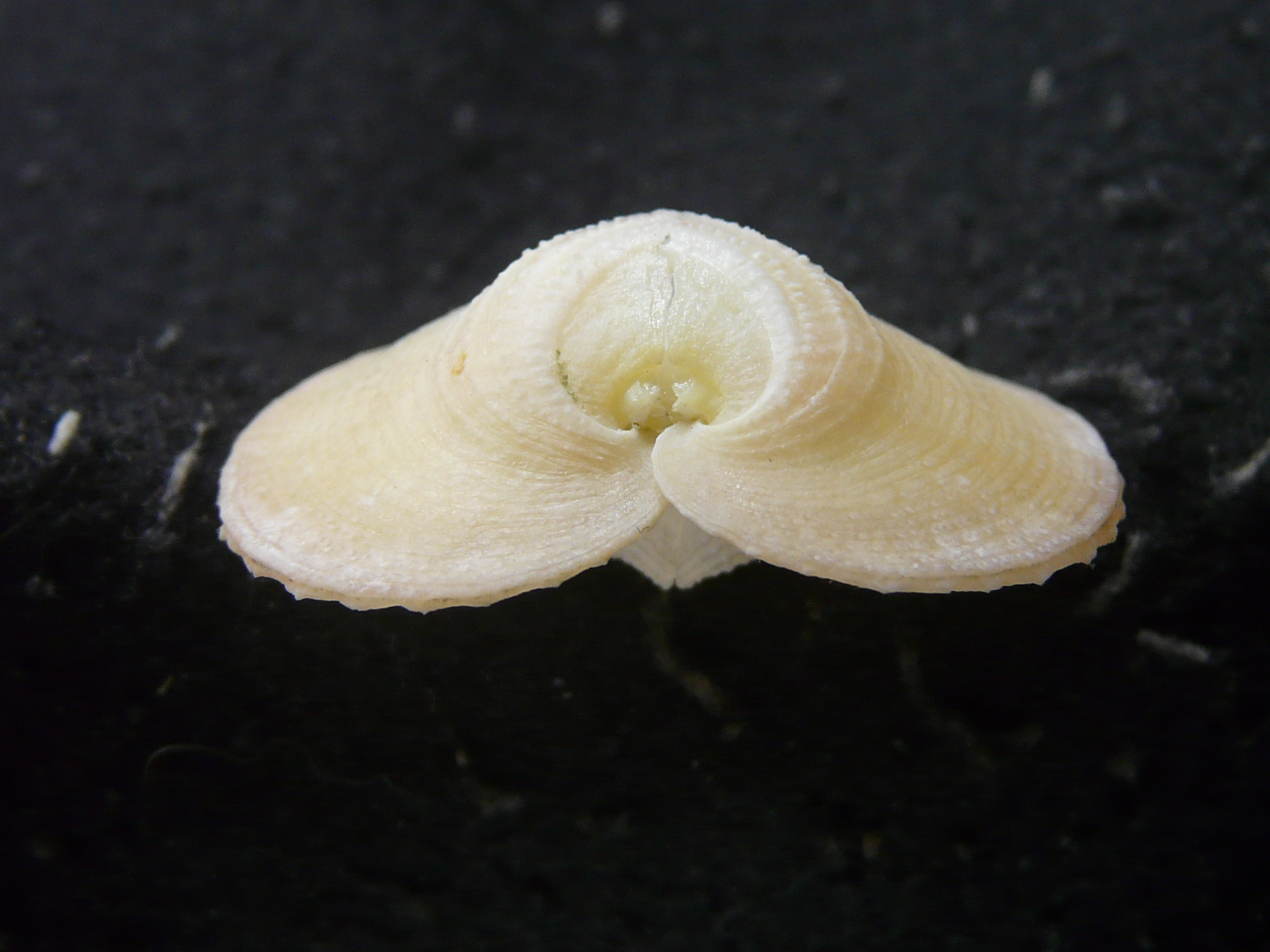 カブトアオイガイの画像