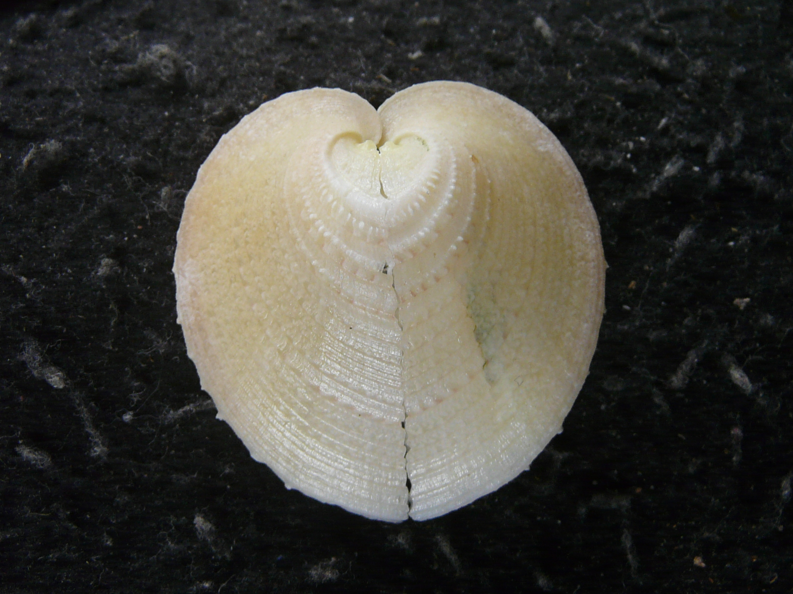 カブトアオイガイの画像