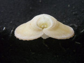 カブトアオイガイの画像