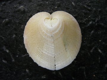 カブトアオイガイの画像