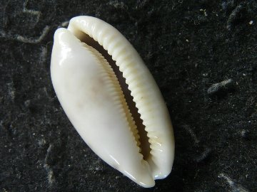 エダカラの画像