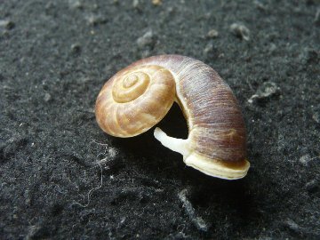 スミスエントツアツブタガイの画像