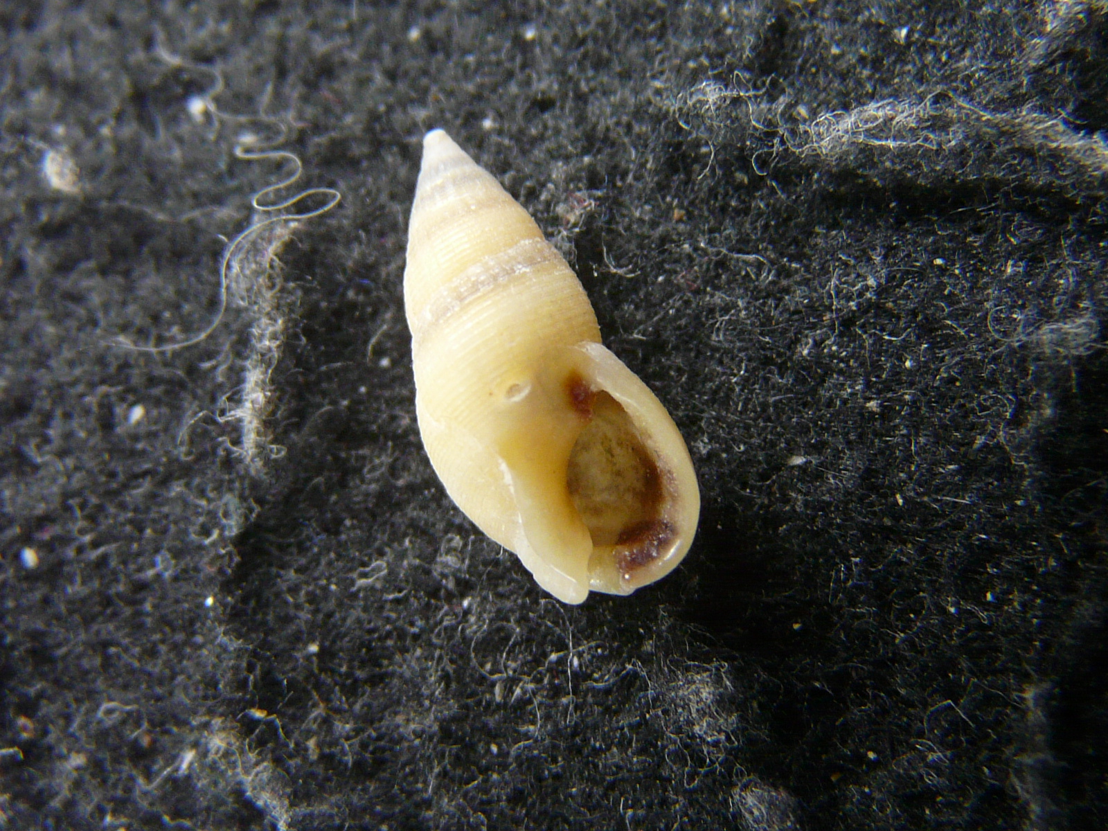 Nassarius pupinoides (Reeve, 1853)の画像