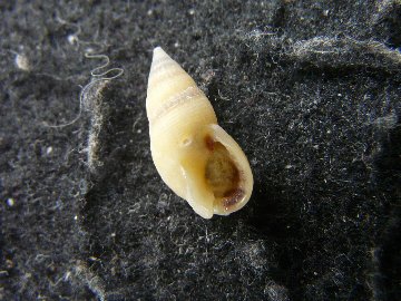 Nassarius pupinoides (Reeve, 1853)の画像