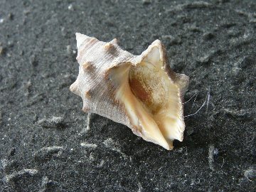 Thais haemastoma (Linnaeus, 1767)w/oの画像