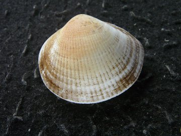 Glycymeris intermedia (Broderip, 1832)の画像