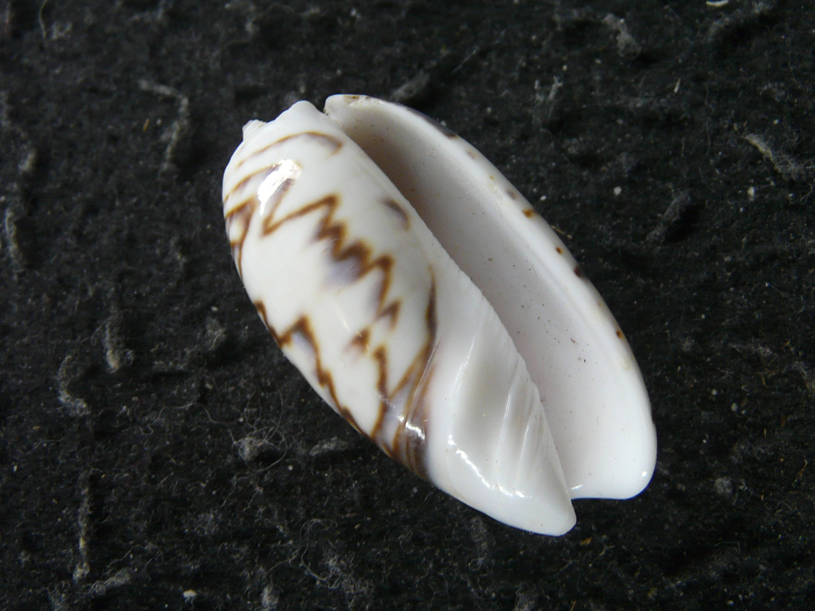  Oliva bulbosa undata Lamarck, J.B.P.A. de, 1811 の画像