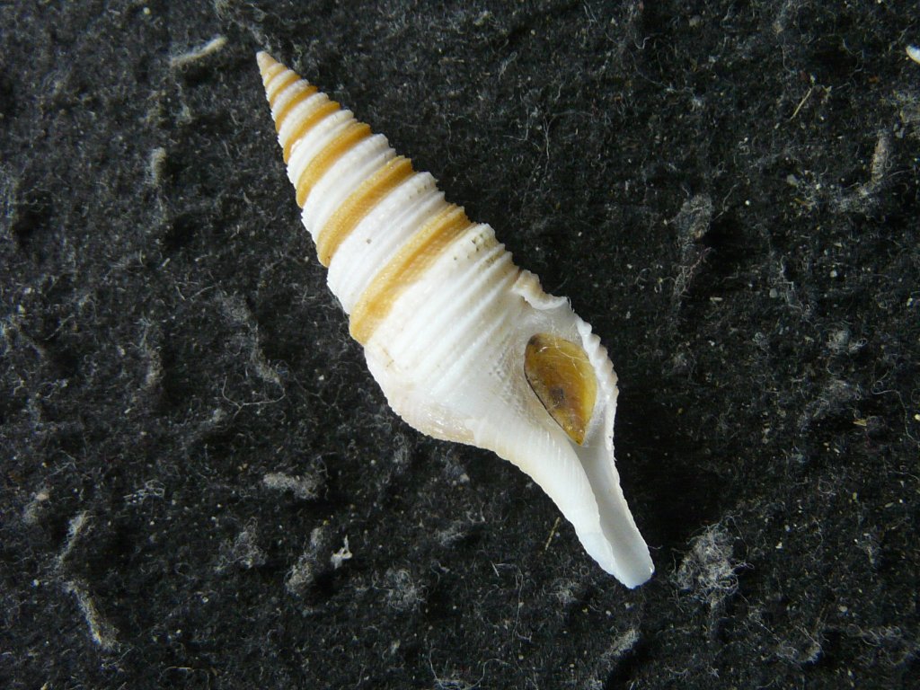 クダマキガイ科｜貝殻標本店「F]