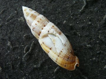 ヤエコフデ（希少）の画像
