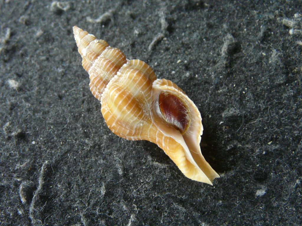 (特大) 蓋付きワダチバイ オホーツク海産　貝殻 特大) 蓋付きワダチバイ オホーツク海産 貝殻 - メルカリ