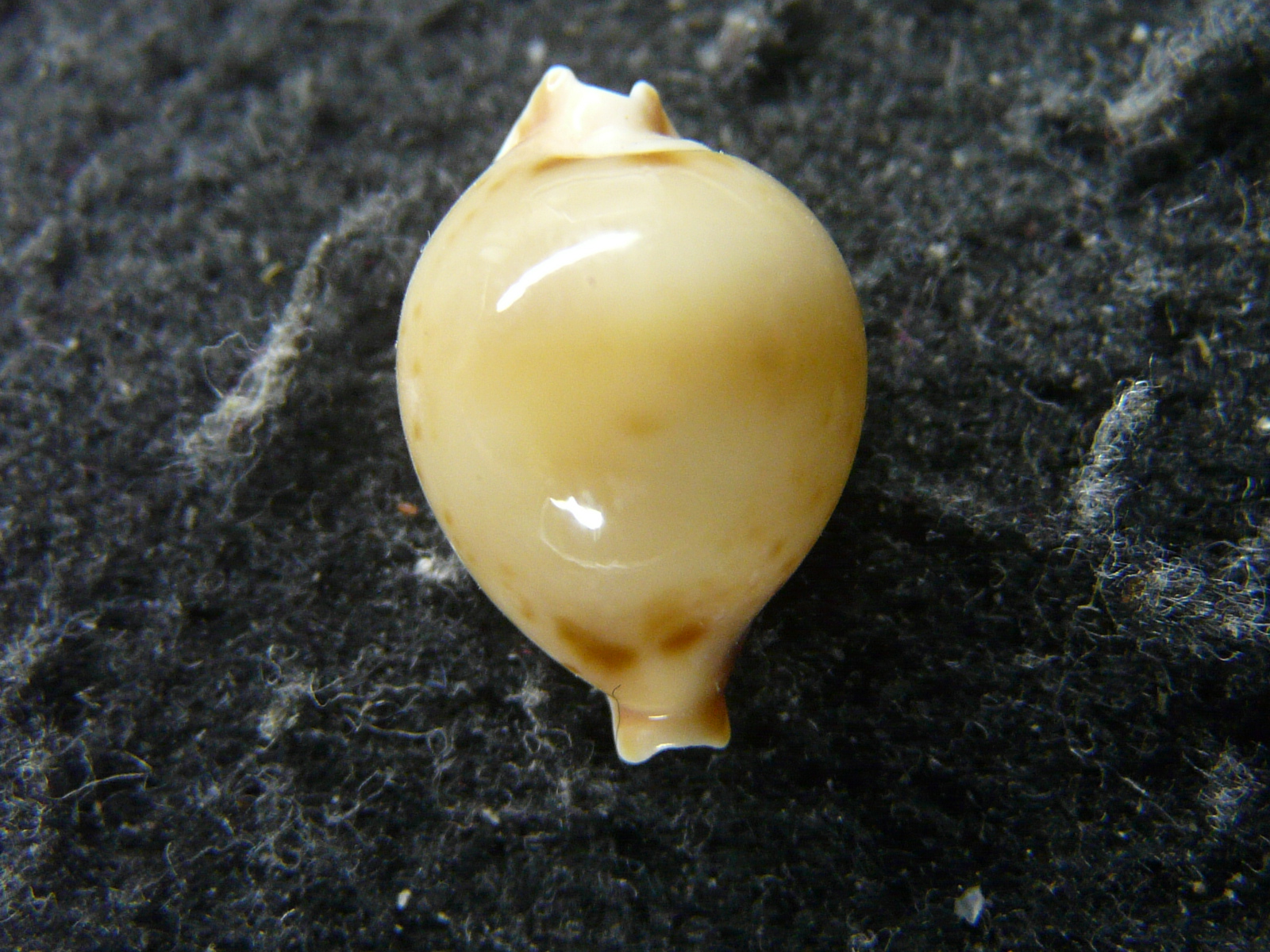 Pustularia bistrinotata andeprezi  (Poppe&Martin, 1996) の画像