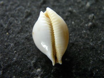 Pustularia bistrinotata andeprezi  (Poppe&Martin, 1996) の画像