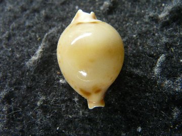 Pustularia bistrinotata andeprezi  (Poppe&Martin, 1996) の画像
