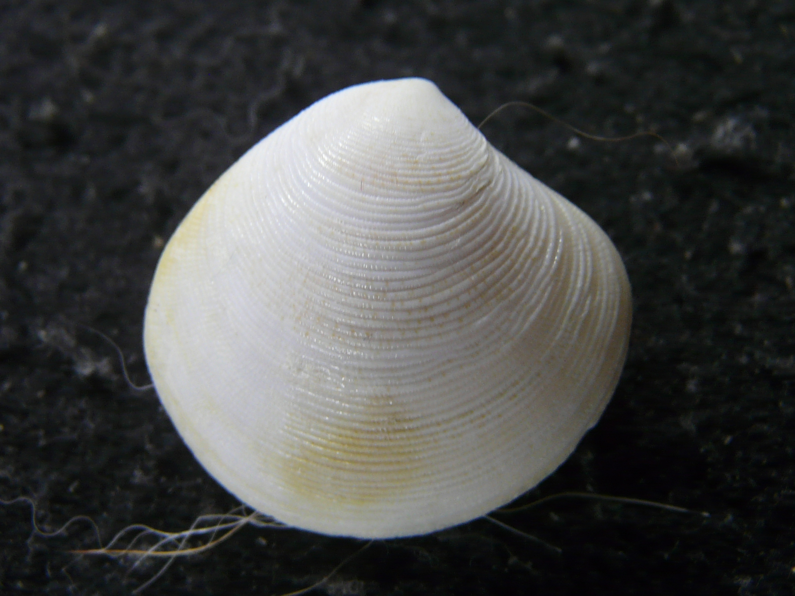 ウスシラオガイの画像