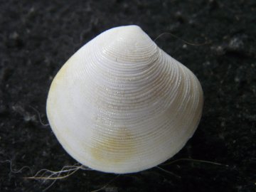 ウスシラオガイの画像