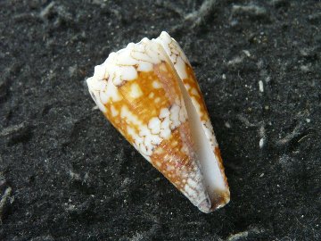 クーヨーハブミナシの画像