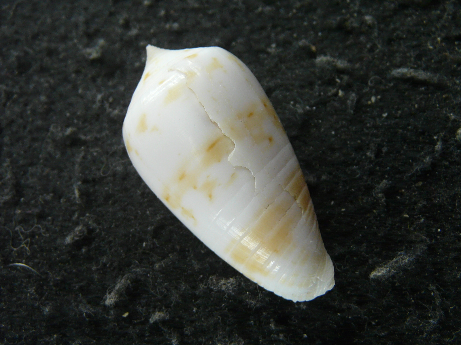 Conus giorossii Bozzetti, 2005の画像