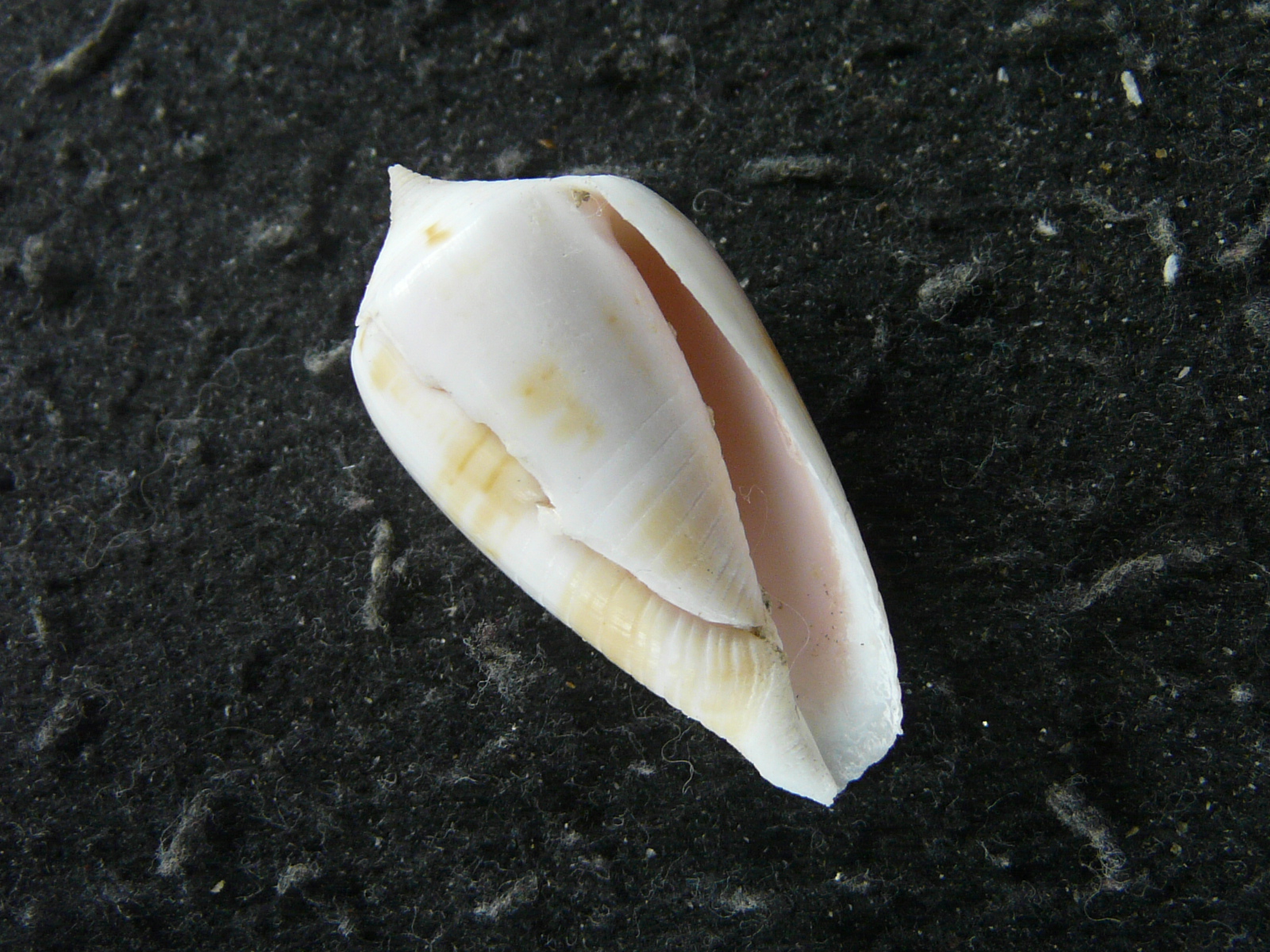 Conus giorossii Bozzetti, 2005の画像
